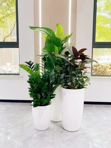 宁波杭州湾花卉租赁方案